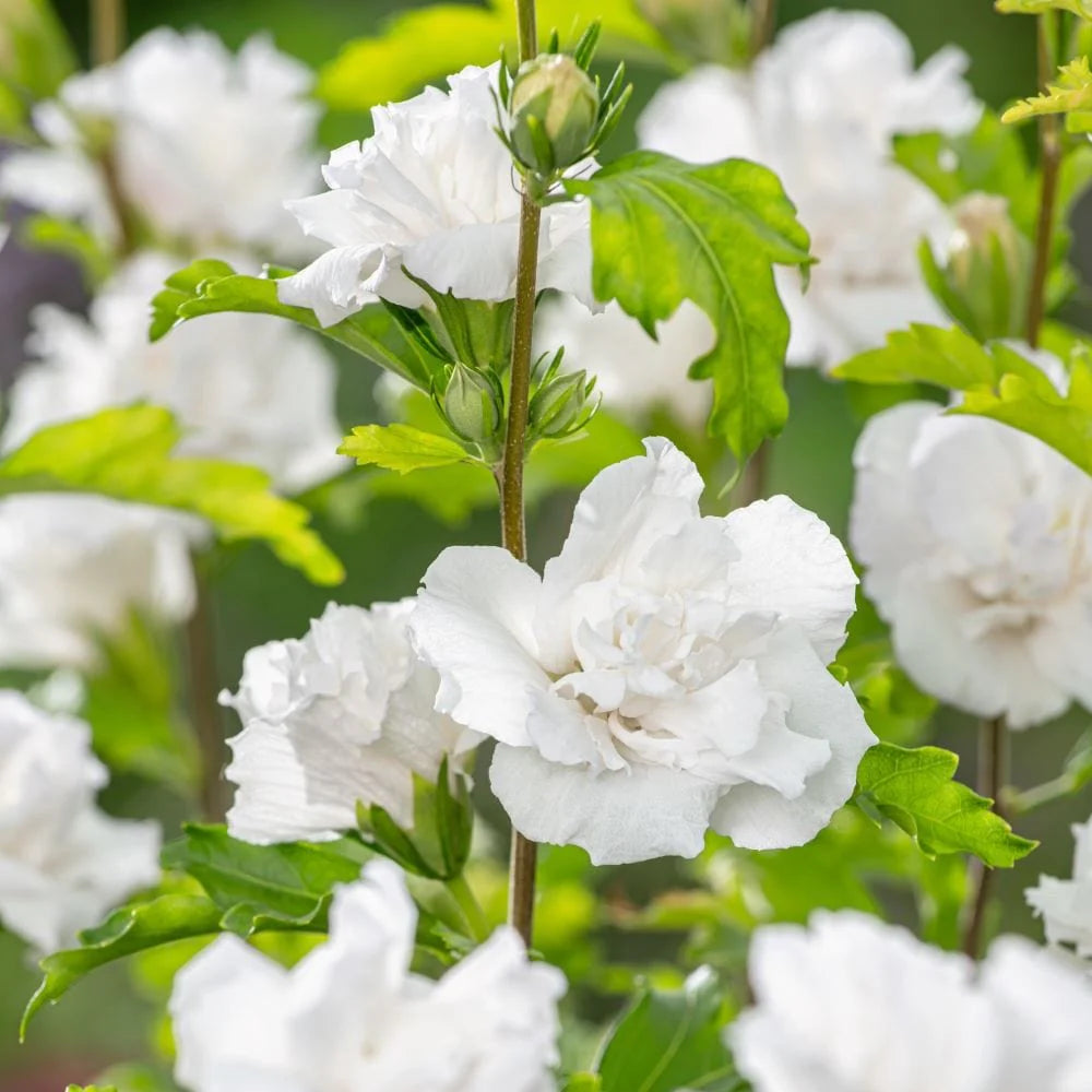 Hibiscus "Admiral Dewey", la Ghiveci de 3L, 1 Bucata