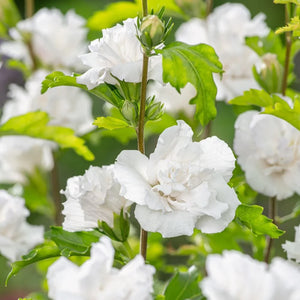 Hibiscus "Admiral Dewey", la Ghiveci de 3L, 1 Bucata