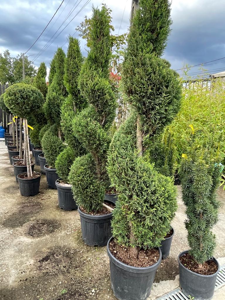 Chiparos Leylandii Auriu Spirala, 150cm, la Ghiveci de 20L, 1 Bucata