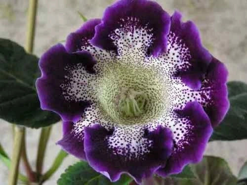 Gloxinia Bulbi - Tigrina Blue - 1 Bucată