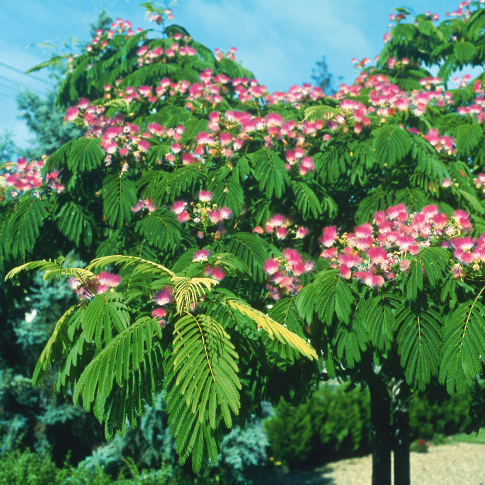 Arborele de Matase, la Ghiveci de 25L, 1 Bucata