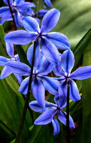 Scilla Siberica Spring Beauty'', 5 Bucati