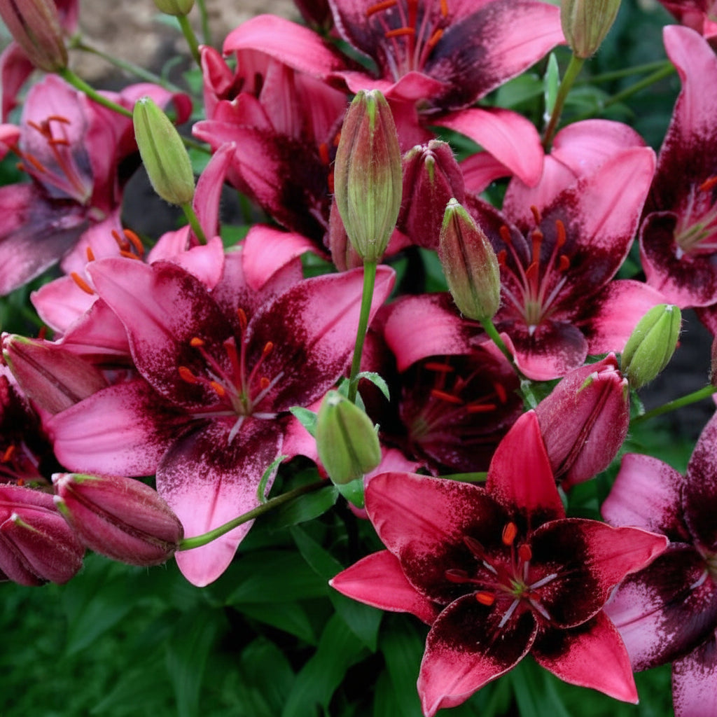 Bulbi de Crini Purple Dream (Lilium asiatic) – flori mov spectaculoase, înflorire bogată vara, perfecți pentru borduri și ronduri.