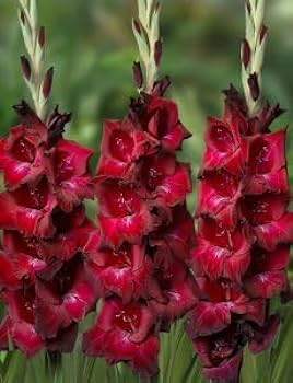 Bulbi Gladiole - Azurro - 5 buc
