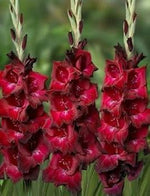 Bulbi de Gladiole "Azurro", 7 Bucati