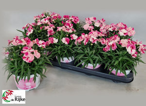 Garofite "Spring Pink", la Ghiveci de 3L, 1 Bucata