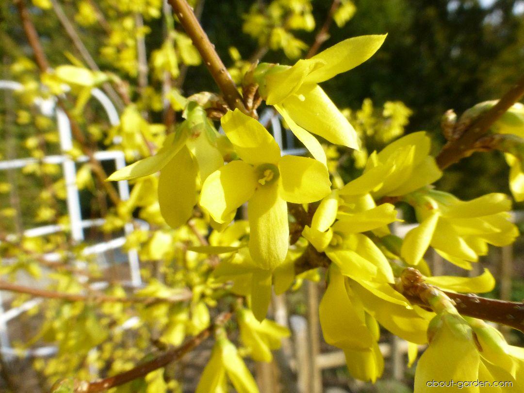 Forsythia Suspensa "Nymans",1 Bucata