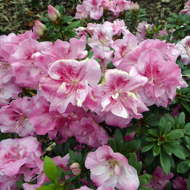 Rhododendron "Simsii",la Ghiveci, 1 Bucata