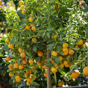 Citrus Calamondin la Ghiveci (Pom Fructifer), 1 Bucata