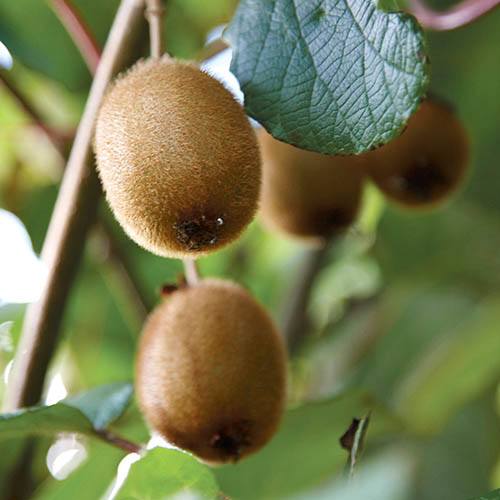 Kiwi Actinidia Deliciosa Jenny