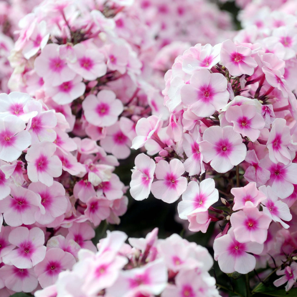 Bulbi Phlox - Europe I - Brumarele - 2 Bucăți