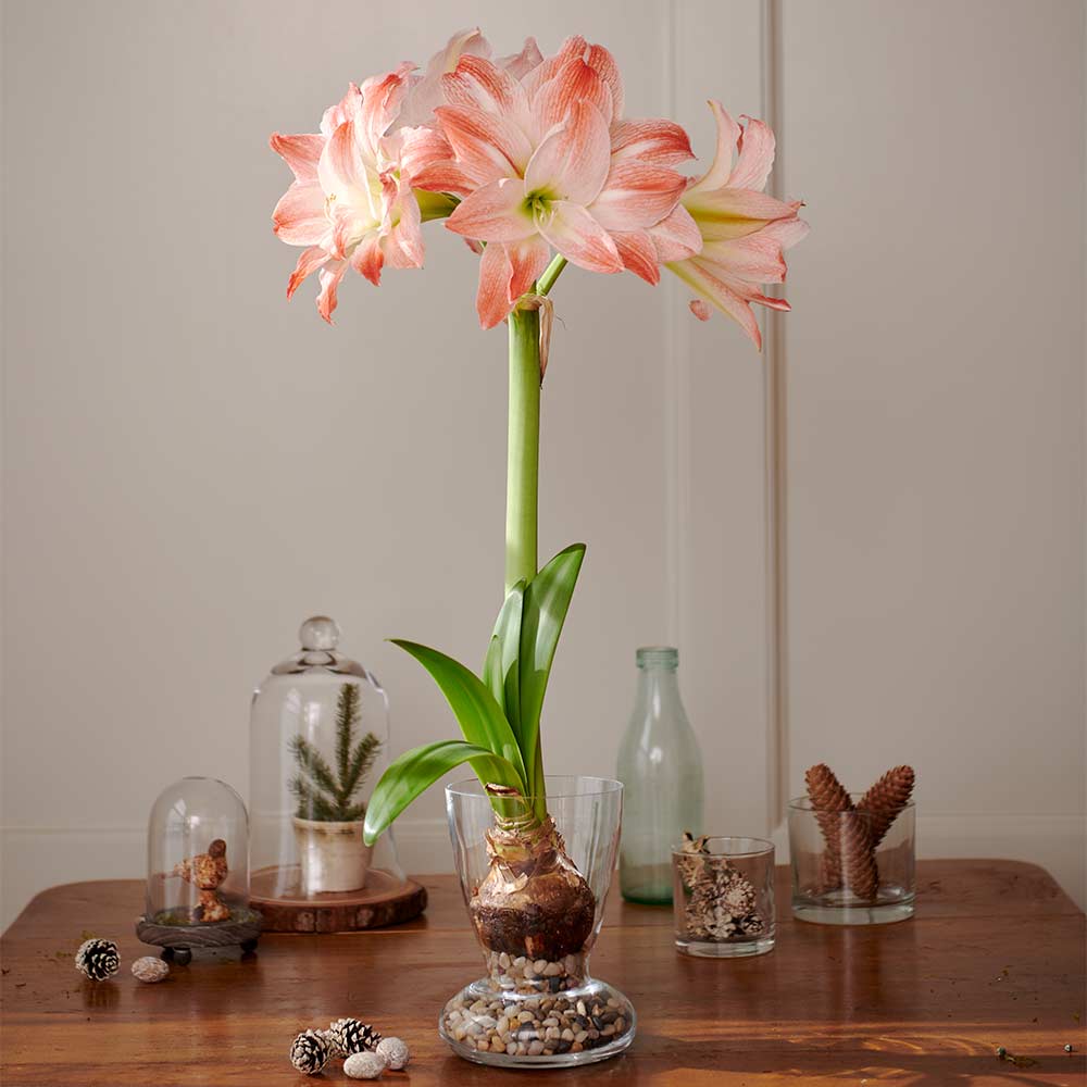 Bulbi de Amaryllis "Giant Amadeus", 1 Bucata