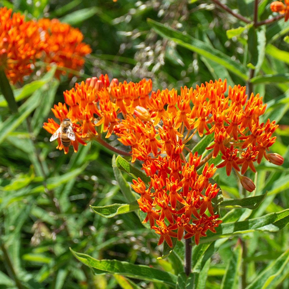 Asclepias Tuberosa (Iarba Fluturilor), 1 bucata