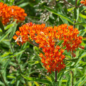 Asclepias Tuberosa (Iarba Fluturilor), 1 bucata