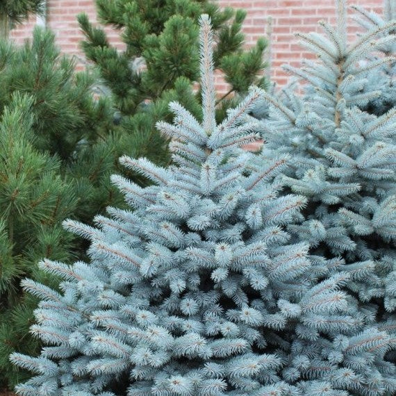 Picea Pungens Sbs la Ghiveci de 3 litri, 1 Bucata