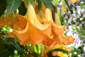 Trompeta Ingerilor "Brugmansia", Portocaliu, la Ghiveci de 3L, 1 Bucata