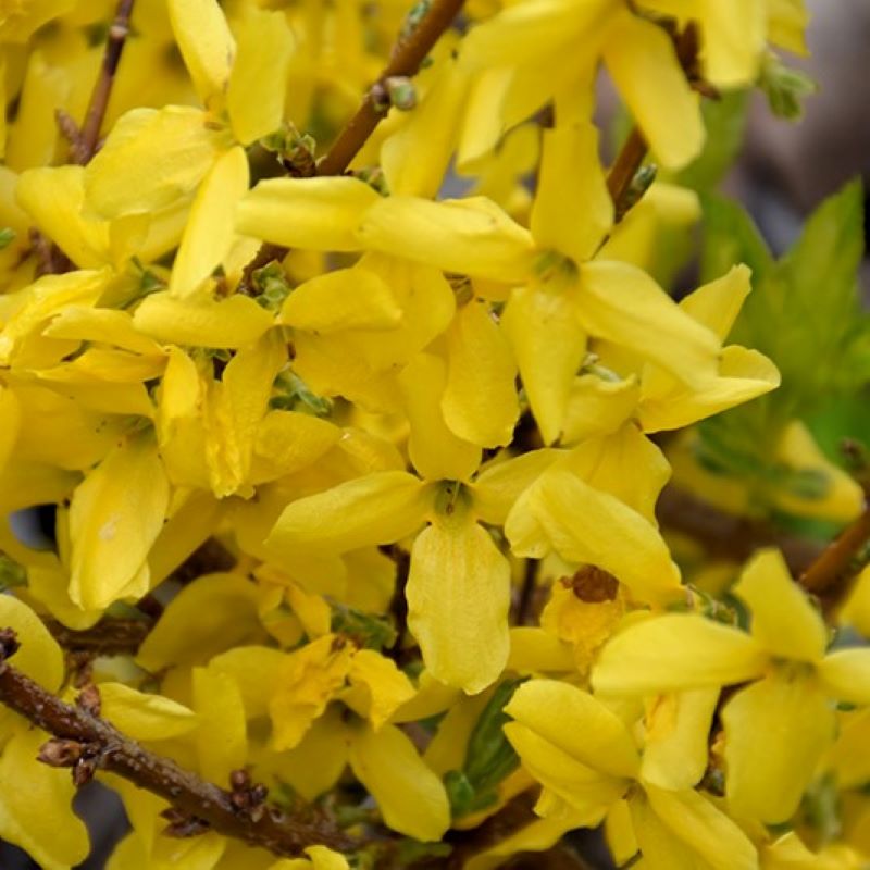 Forsythia "Fiesta", 1 Bucata