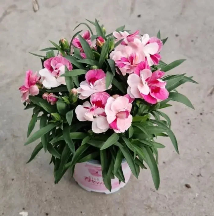 Garofite "Spring Pink", la Ghiveci de 3L, 1 Bucata