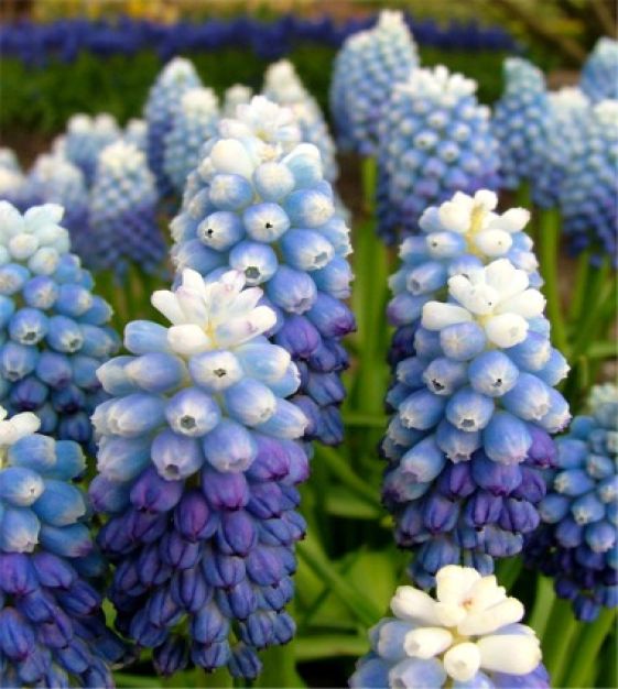 Bulbi de Muscari "Ocean Magic", 5 Bucati