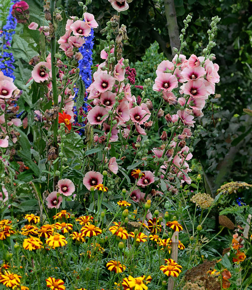 Nalba de Gradina "Alcea Rosea" Halo Apricot, la Ghiveci de 3L, 1 Bucata