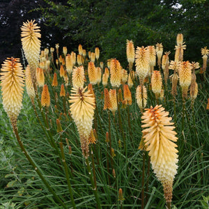 Bulbi de Kniphofia "Toffee Nosed", Crinul Faclie, 1 Bucata