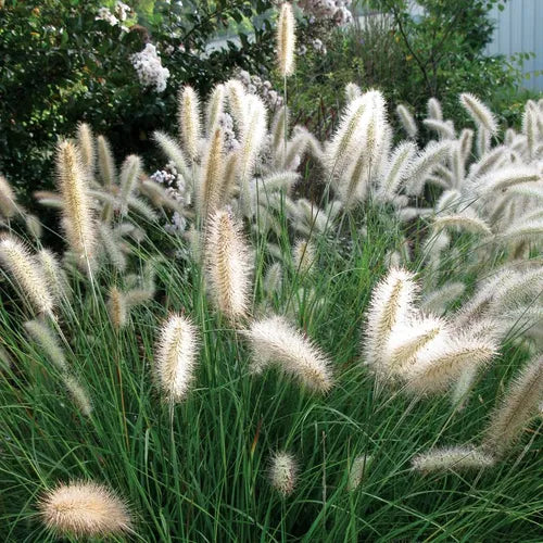 Iarba Chinezeasca Pennisetum Cassian,1 Bucata