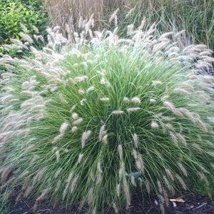 Iarba Chinezeasca Pennisetum Cassian,1 Bucata