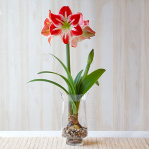 Bulbi de Amaryllis "Spartacus", 1 Bucata