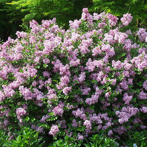 Liliac Syringa Vulgaris "Dwarf Korean" 1 Bucata