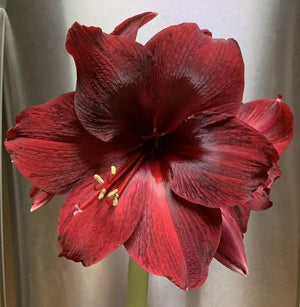 Bulbi de Amaryllis "Read Pearl", 1 Bucata