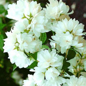 Plante Ornamentale - Iasomie - Snowbelle - Ghiveci - 1 buc