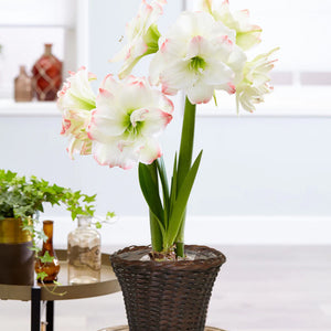 Bulbi de Amaryllis "Amadeus Candy", 1 Bucata