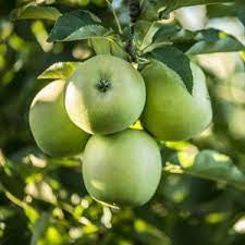 Măr - Granny Smith