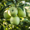 Măr - Granny Smith