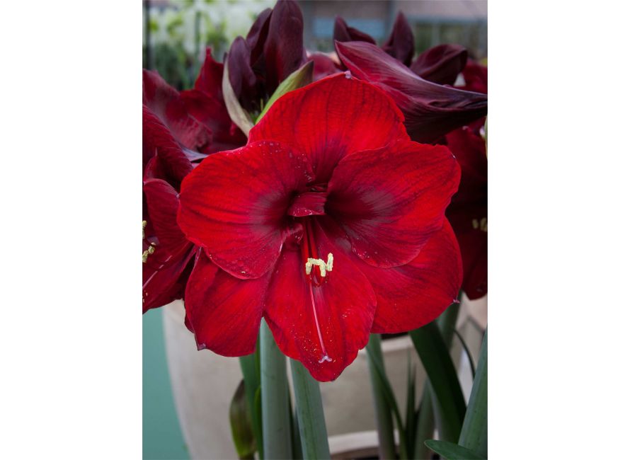 Bulbi de Amaryllis "Magnum", 1 Bucata