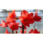 Bulbi de Amaryllis "Red Garden", 1 Bucata