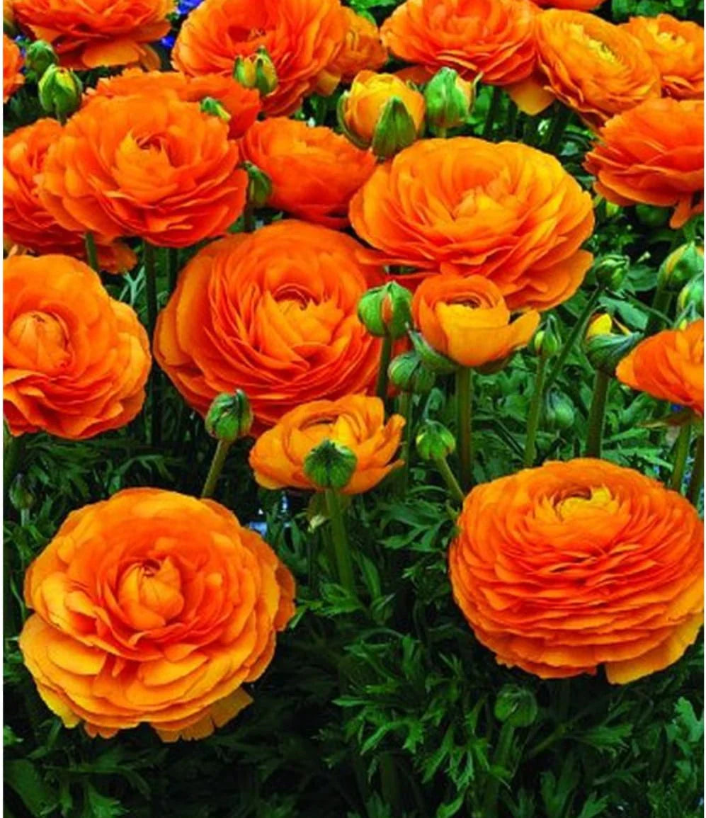 Bulbi de Ranunculus - Portocaliu - 5 buc