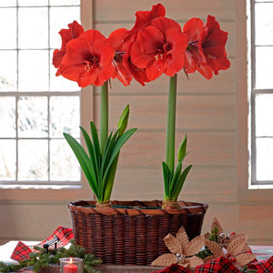 Bulbi de Amaryllis "Ferrari", 1 Bucata