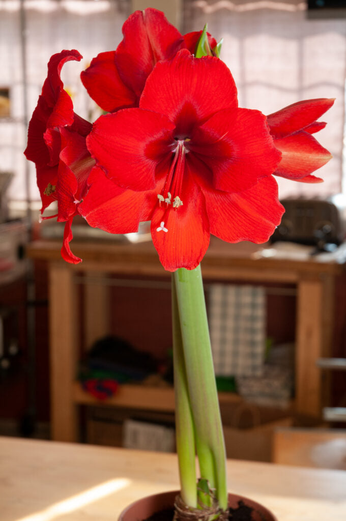 Bulbi de Amaryllis "Red Cream", 1 Bucata