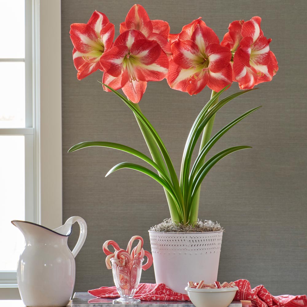 Bulbi de Amaryllis "Monte Carlo", 1 Bucata