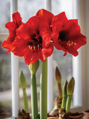 Bulbi de Amaryllis "Ferrari", 1 Bucata