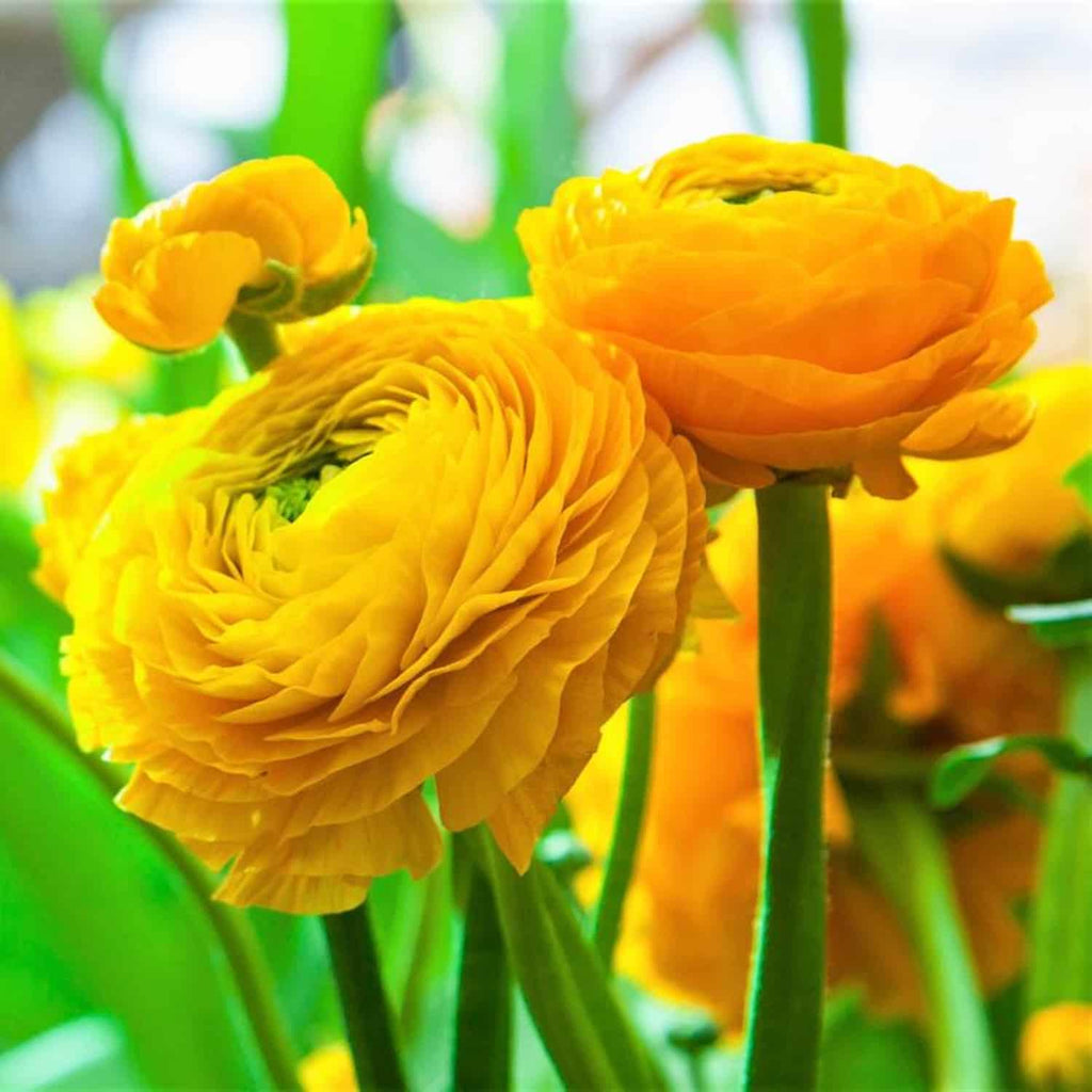 Bulbi de Ranunculus - Galben - 5 buc