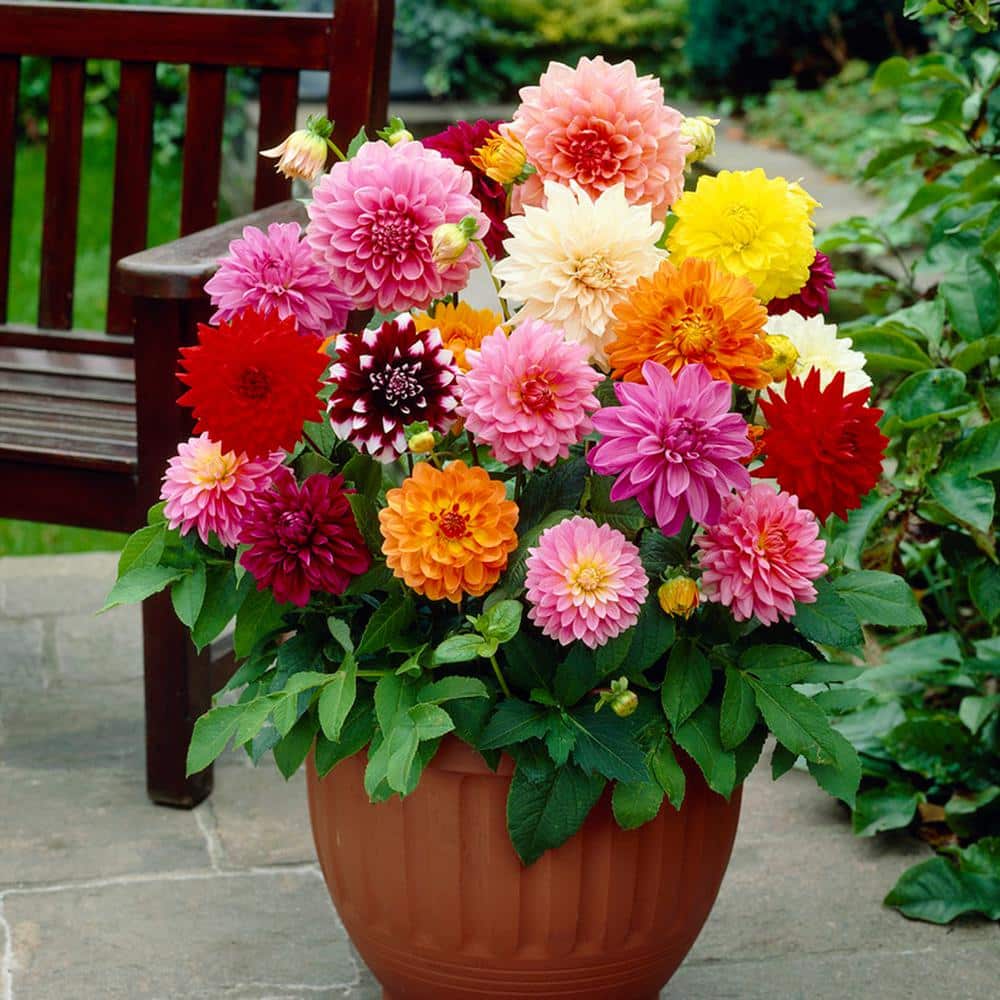 3_ebde7d75-d1cd-462c-98db-781e9b4d93c0 - Fitza Florilor