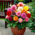 3_ebde7d75-d1cd-462c-98db-781e9b4d93c0 - Fitza Florilor