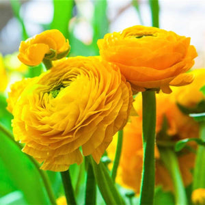 Bulbi de Ranunculus, Galben, 5 Bucata