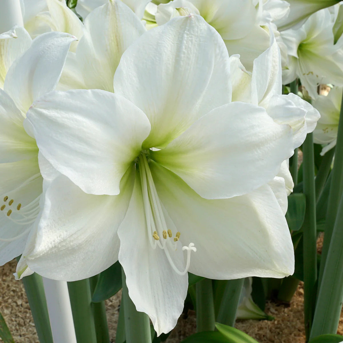 Bulbi de Amaryllis "White Cream", 1 Bucata