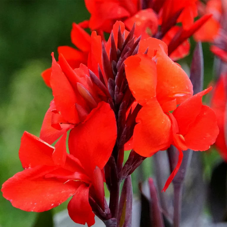 Bulbi de Canna "Black Knight", 1 Bucata