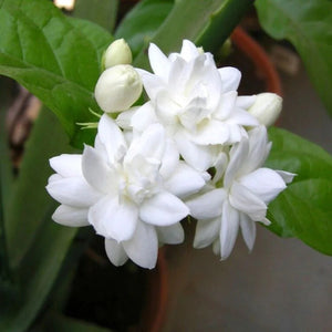 Plante Ornamentale - Iasomie - Snowbelle - Ghiveci - 1 buc
