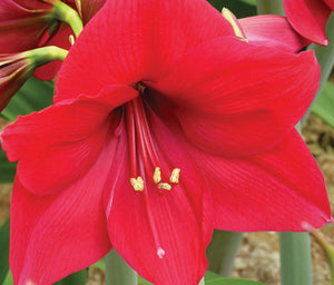 Bulbi de Amaryllis "Pleasure", 1 Bucata