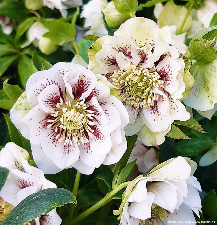 Bulbi de Helleborus "Double Ellen Spotted White"